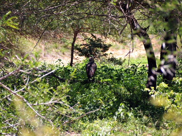 P1042834.JPG