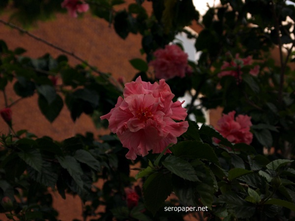 P1083399.JPG