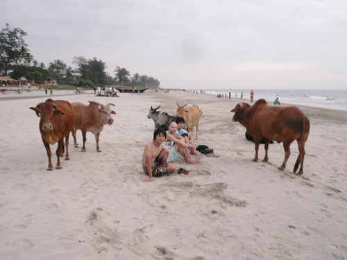 indian_cows.jpg