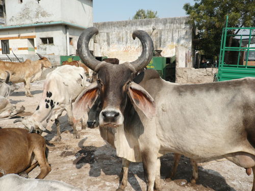 indian_bull.jpg