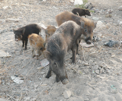 indian_pig.jpg