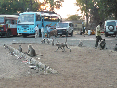 indian_monkeys.jpg