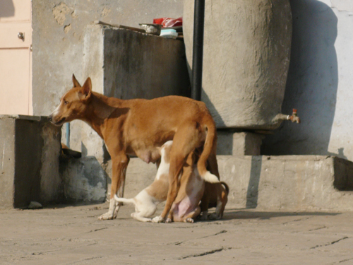 indian_momdog.jpg
