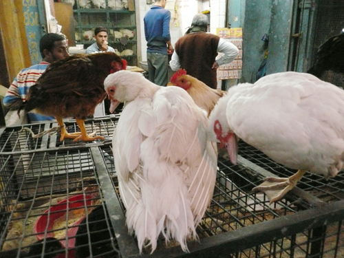 indian_chicken.jpg