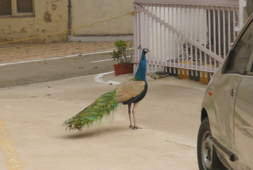 indian_gongjak.jpg