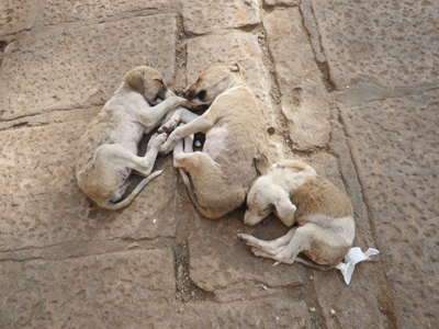 indian_dogs.jpg
