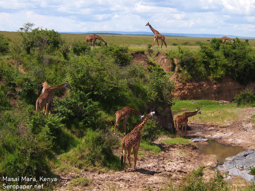 kenya_giraffe_small.jpg