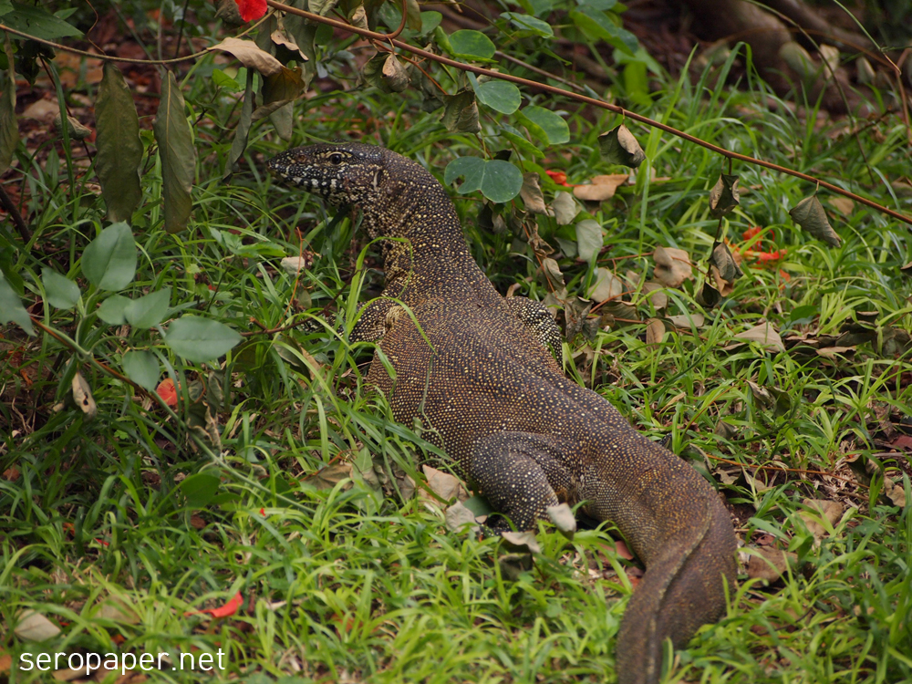 safrica_lizard.jpg