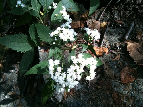 IMG_1600.JPG